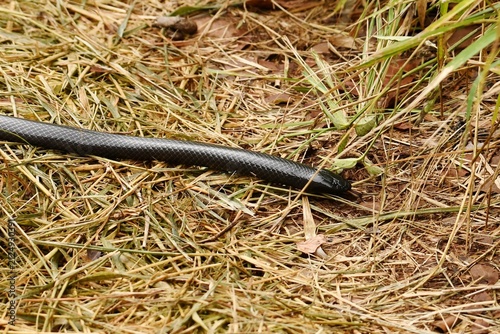 Fotografía Common purple-glossed snake (Amblyodipsas polylepis polylepis) crawling across t