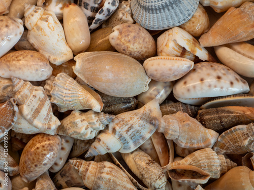 Fotografie cowrie shells forming a background, ocasional other shell mixed in