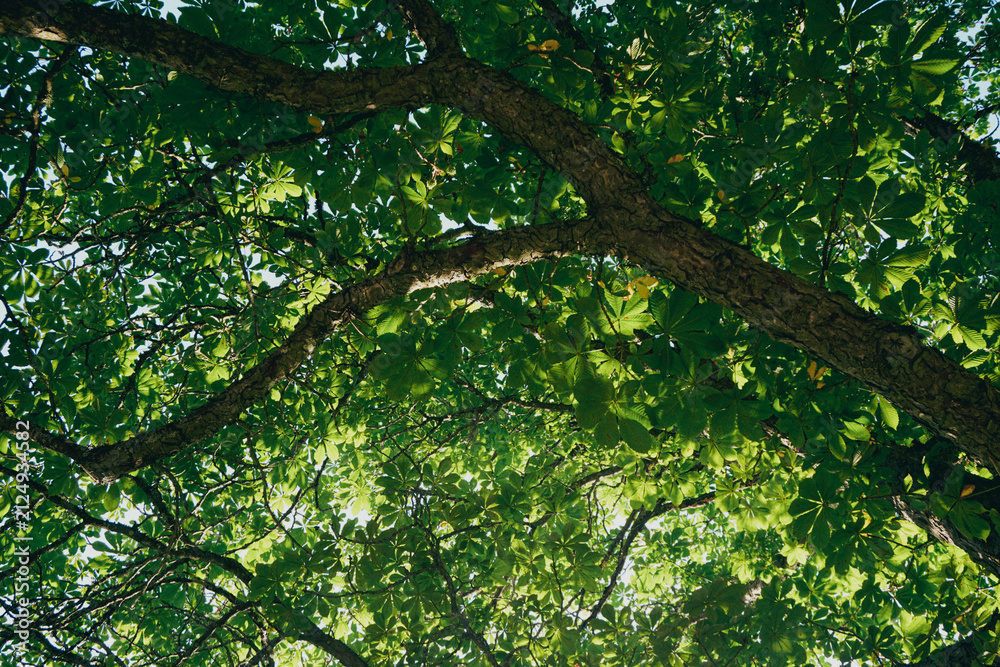 Fototapeta premium Low angle view looking up through the branches and leaves