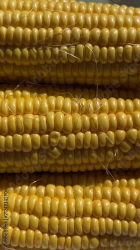 Close-up of Fresh Yellow Corn Cobs in Bright Sunlight. High-quality macro footage of fresh, ripe yellow sweet corn cobs glowing under bright natural sunlight. The detailed shot highlights the vibrant 