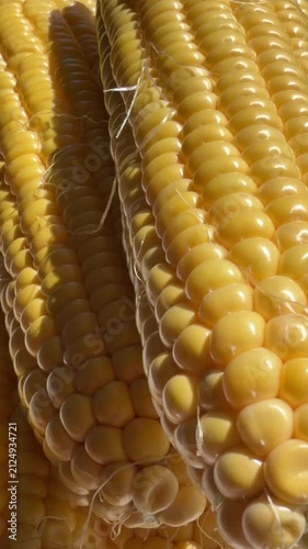 Close-up of Fresh Yellow Corn Cobs in Bright Sunlight. High-quality macro footage of fresh, ripe yellow sweet corn cobs glowing under bright natural sunlight. The detailed shot highlights the vibrant 