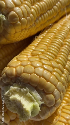 Close-up of Fresh Yellow Corn Cobs in Bright Sunlight. High-quality macro footage of fresh, ripe yellow sweet corn cobs glowing under bright natural sunlight. The detailed shot highlights the vibrant 