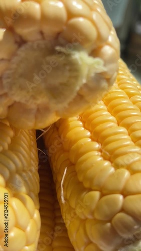 Close-up of Fresh Yellow Corn Cobs in Bright Sunlight. High-quality macro footage of fresh, ripe yellow sweet corn cobs glowing under bright natural sunlight. The detailed shot highlights the vibrant 