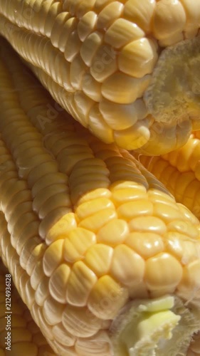 Close-up of Fresh Yellow Corn Cobs in Bright Sunlight. High-quality macro footage of fresh, ripe yellow sweet corn cobs glowing under bright natural sunlight. The detailed shot highlights the vibrant 