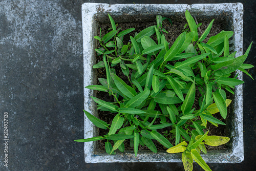 Water Spinach (Ipomoea aquatica) Growing in Pots on Concrete Floor for Sustainable Urban Gardening