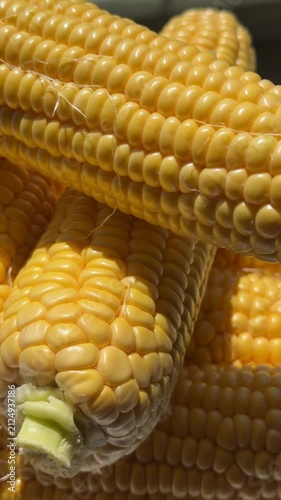 Close-up of Fresh Yellow Corn Cobs in Bright Sunlight. High-quality macro footage of fresh, ripe yellow sweet corn cobs glowing under bright natural sunlight. The detailed shot highlights the vibrant 