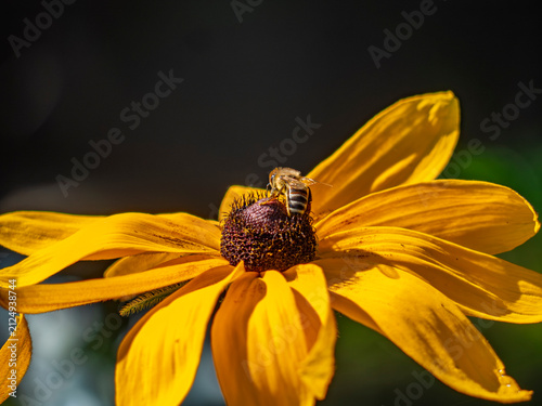 Foto Macro shot of honey bee pollinating a bright yellow rudbeckia coneflower in brig