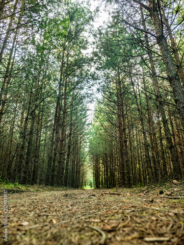 Low Angle Perspective of a Scenic Dirt Path through a Dense Green Pine Forest with Tall Coniferous Trees Reaching Towards the Sky