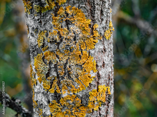 Obraz na płótnie Bright yellow lichen (Xanthoria parietina) growing on the grey bark of a tree tr