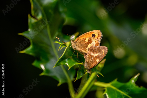 Mating butterflies shown are Gatekeepers (Pyronia tithonus), also known as Hedge Browns.Distinctive Marking: A key identifier is the large black eyespot on the forewing, which often contains two small