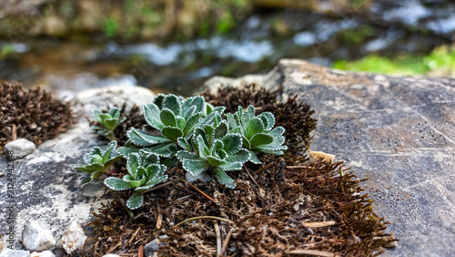 Bild auf Leinwand Panicled saxifrage growing on a rock in the Tatra Mountains, Poland