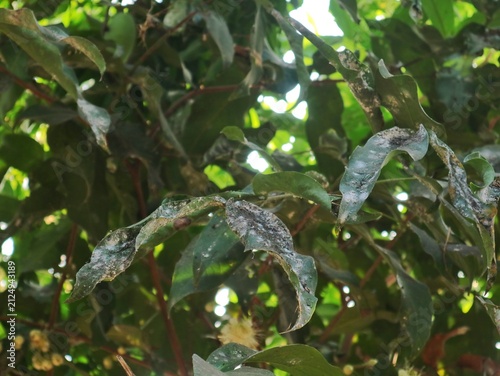 фотографія Close-up shot of green plant leaves damaged by powdery mildew fungal infection,