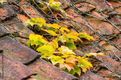 Weathered Roof Tiles with Ivy and Moss in Autumn Colors