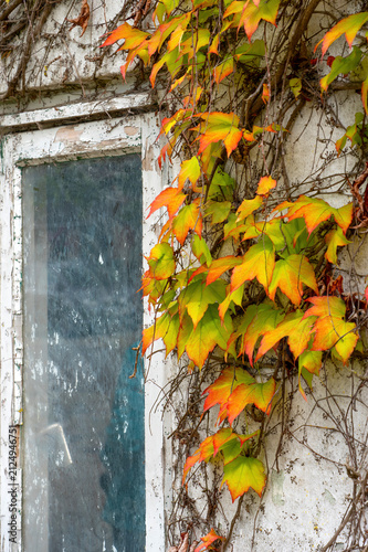 Old Window with Peeling Paint and Autumn Ivy on Weathered Wall