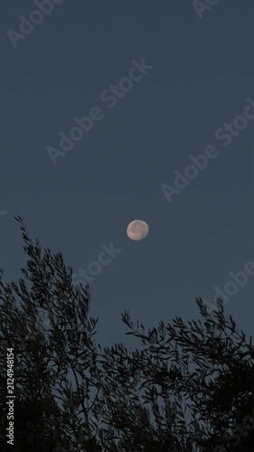 Full Moon Over Olive Tree Silhouette at Dusk