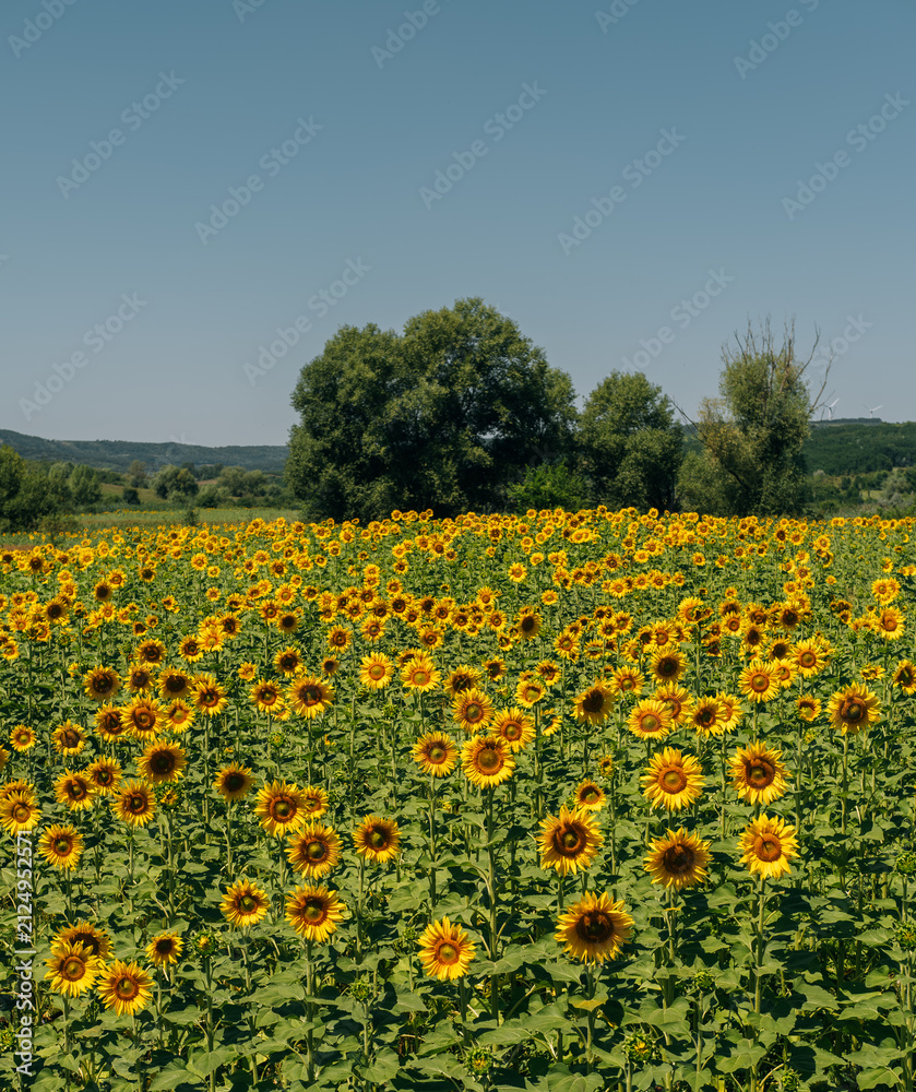 Obraz premium a peaceful scene of sunflowers blooming in a field surrounded by trees and hills, bathed in bright yellow.