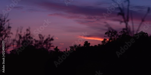 Silhouetted Trees Against a...