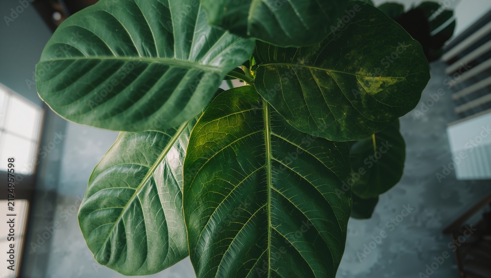 Fototapeta premium Closeup of Large Green Leaves in Bright Indoor Space with Natural Light