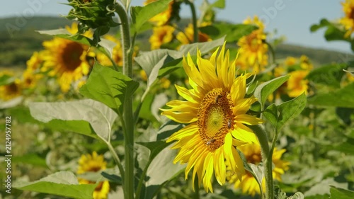 close-up sunflower head tilting slightly with open yellow petals and textured central disk hosting multiple