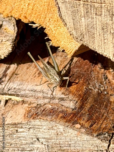 Konstfotografi Grille im Holz