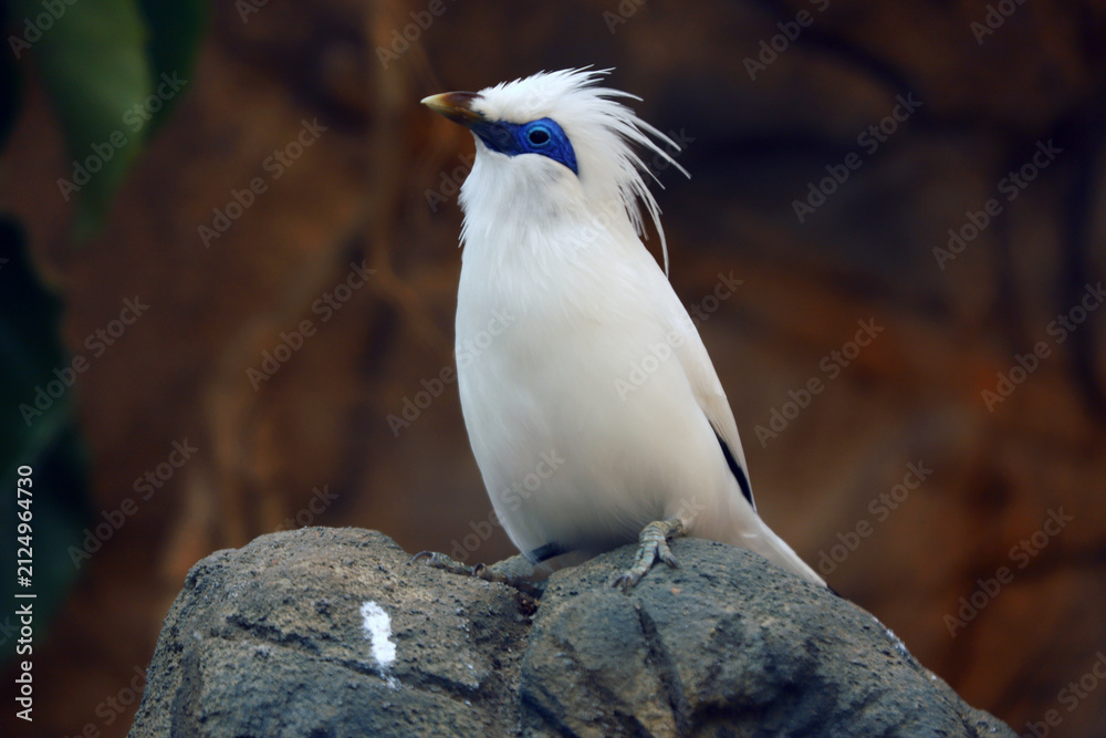 Fototapeta premium Rare endangered bali starling perched on tree in a natural environment.