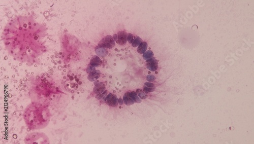 Microscopic View of Circular Purple Cell Formation on Pink Background