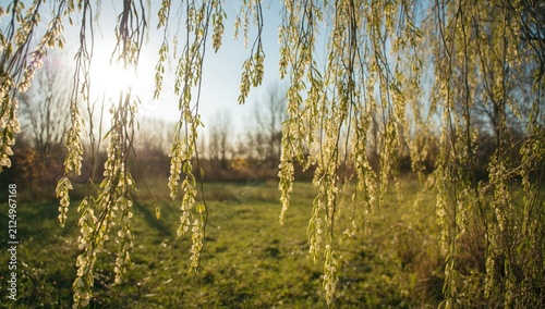 Willow Tree Branches Draped...
