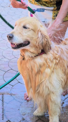 Vertical 4K video of woman washing soapy Golden Retriever dog shaking off water
