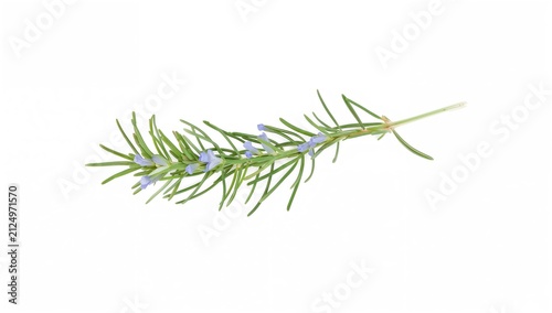 Fresh Rosemary Branch with Purple Flowers Isolated on White