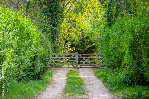 Wooden Farm Gate on a Lush Tree-Lined Country Lane
