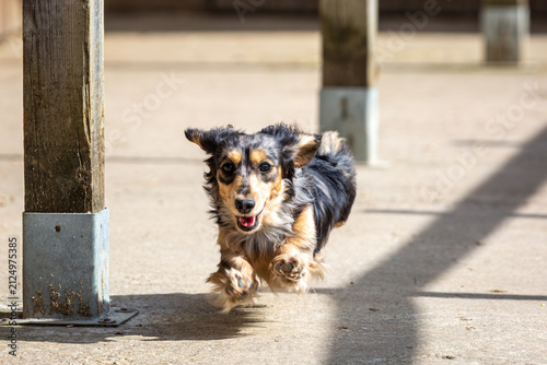 Happy Long-Haired Miniature Dachshund Running Outdoors