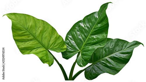 Canvastavla Lush green large philodendron leaves with prominent veins, isolated on transpare