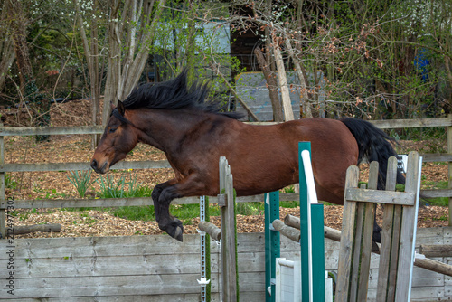 Bay Connemara Pony Jumping an Obstacle in an Arena