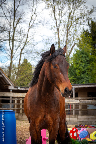 Bay Connemara Pony Standing Calmly in a Stable Yard