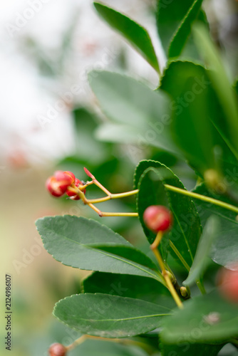 Close Up of Red Firethorn Berries on Pyracantha Bush