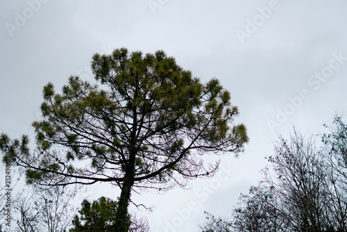 trees and sky