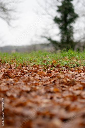 Ground Level View of Fallen Brown Oak Leaves on Grass Lawn
