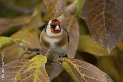 European goldfinch (Carduelis carduelis) adult garden bird in a magnolia tree with autumn colour leaves, England, United Kingdom