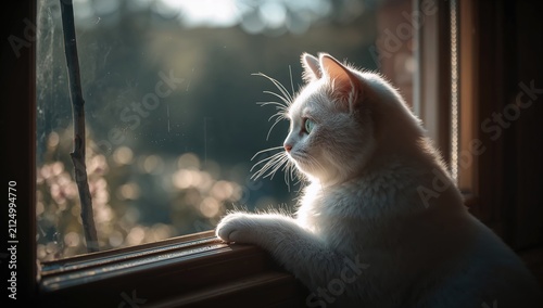 White Cat Looking Out a Window in Soft Natural Light