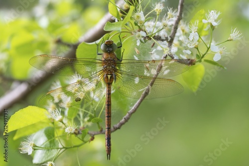 Anaciaeschna isosceles, wedge spot mosaic maid, wedge spot dragonfly, Norfolk Hawker, anisoptera, damselflies, dragonflies, insects, dragonflies, insects, dragonflies, odonata