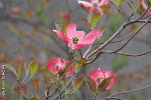Konstfotografi 花　公園　植物　Flowers, Nature, White flowers