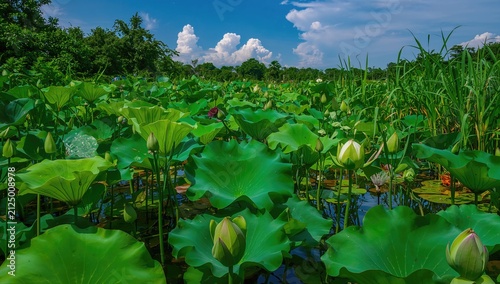 Lotus Flowers Growing in a Pond under a Bright Blue Sky