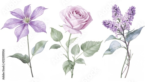 Colorful Floral Arrangement of Clematis Rose and Lilac Isolated on White
