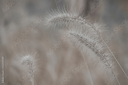 Select focus of abstract natural backgrounds, Black-white Natural floral background. Cogon grass with bokeh background