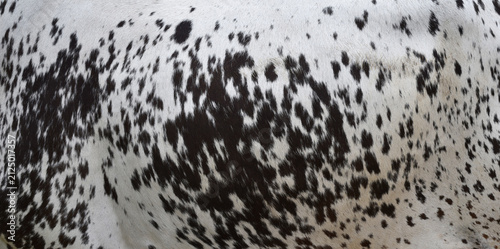 Foto Cow skin texture background, bull leather with fur background closeup, cow hide