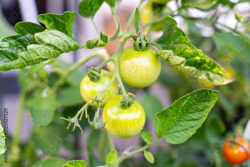 Macro Close-up of Ripe and Unripe Tomatoes Growing on a Vine, Detailed View of Organic Garden Tomato Plant in Natural Sunlight