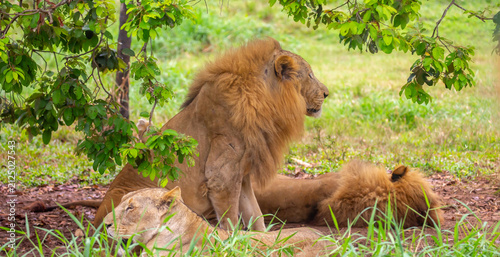 Canvas Print A close-up of a lion and lioness against a backdrop of green grass