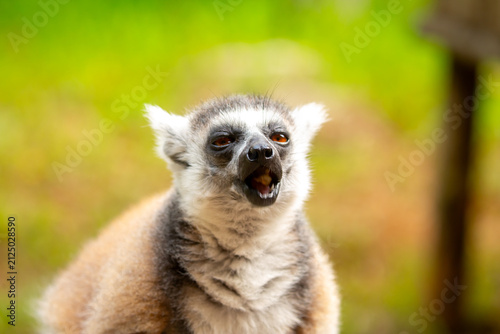 Sticker Ring-tailed lemur resting on a tree branch