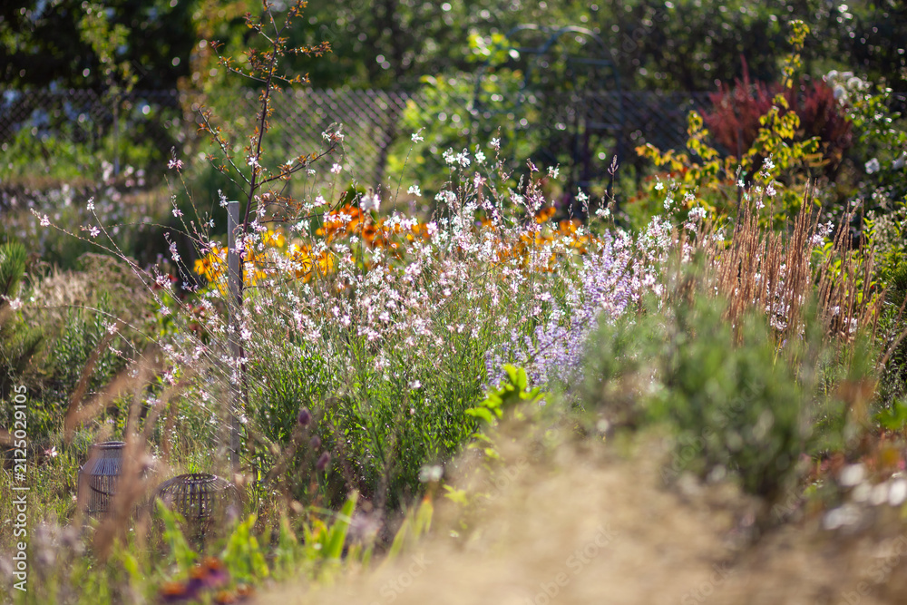 Fototapeta premium Naturalistic garden design. Perovskia blooming by gaura, ornamental grasses. Summer landscape with perennial flowers. Russian sage