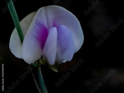 Cuadro en lienzo Close up of wild spurred butterfly pea flower with dark blurry background